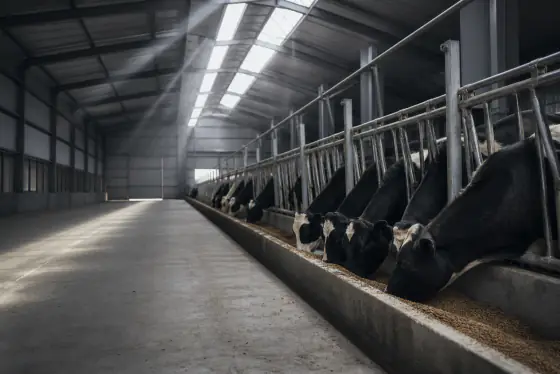 Animal Feed